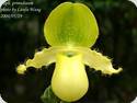 Paph. primulinum